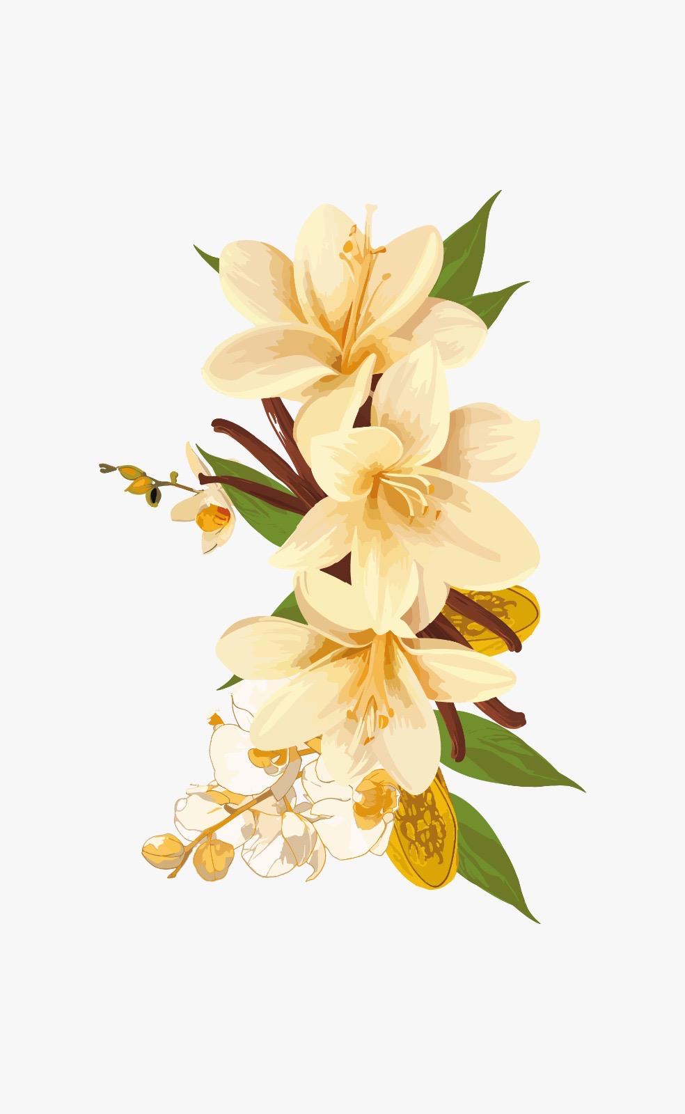 Perfect Vanilla - Eau Première